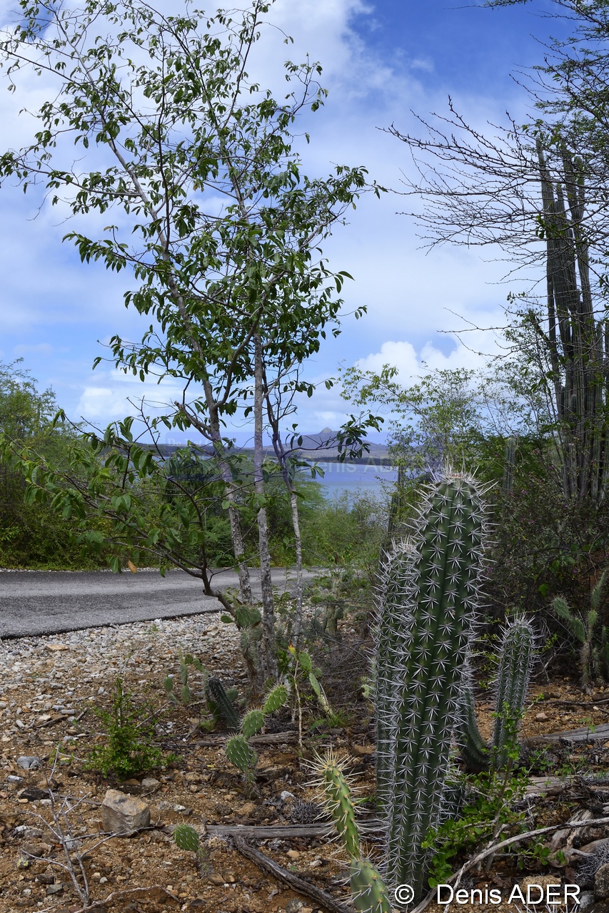 DSC_7038_tn.jpg