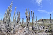 DSC_7087_tn