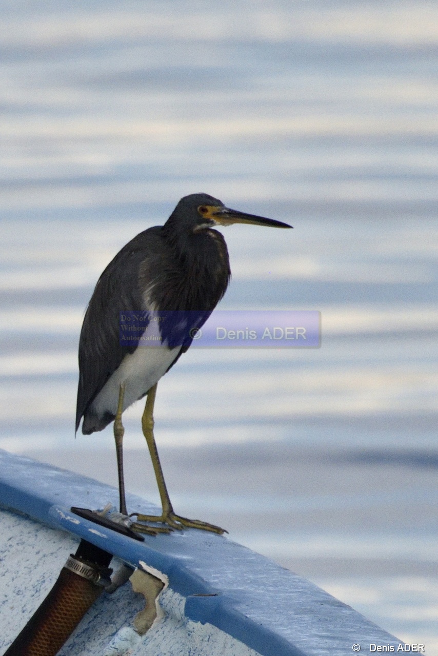 Egretta-tricolor-ruficollis-Egrette-tricolore_D8S5315_tn.jpg
