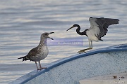 Egretta-tricolor-ruficollis-Egrette-tricolore_D8S5324_tn