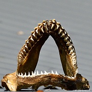 DSC_9657_tn