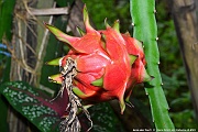 DSC_4526_tn
