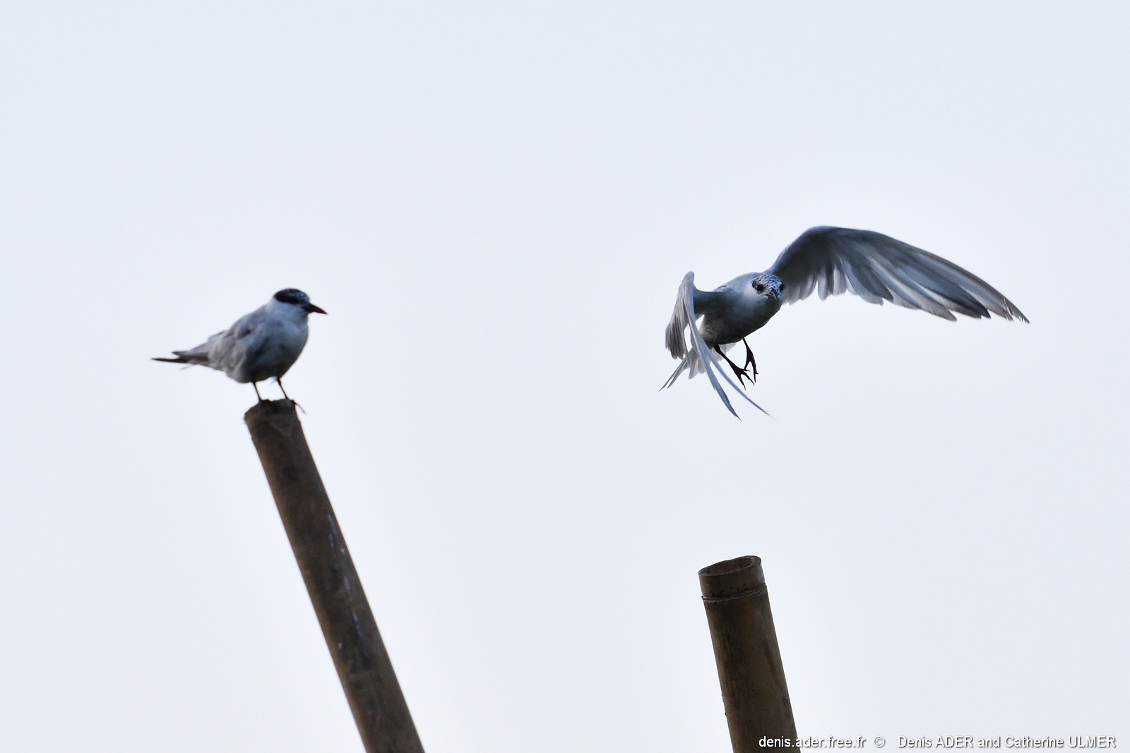DSC_4685_tn.jpg