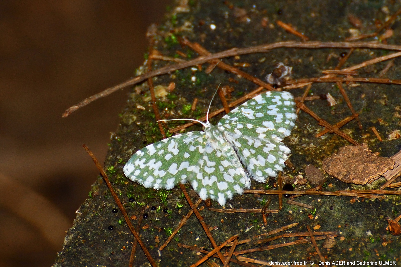 DSC_5553_tn.jpg