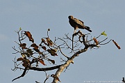 DSC_3785_tn