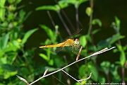 DSC_4439_tn