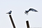 DSC_4685_tn