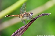 DSC_5005_tn