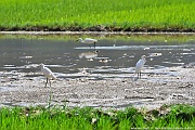 DSC_5028_tn
