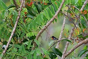 DSC_5132_tn