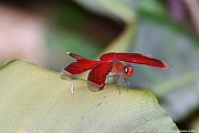 DSC_5184_tn