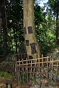 DSC_4951_tn