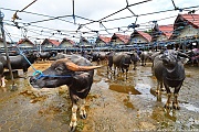 DSC_5250_tn